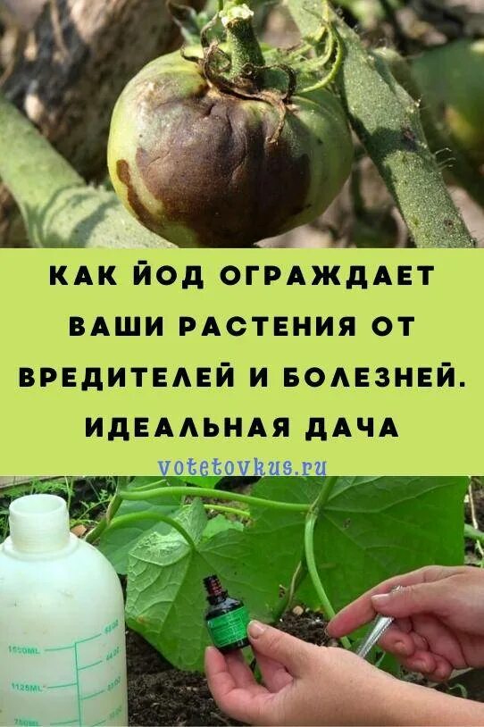 Полив йодом капусты. Йод для перцев. Подкормка капусты йодом. Поливает перец йодом.