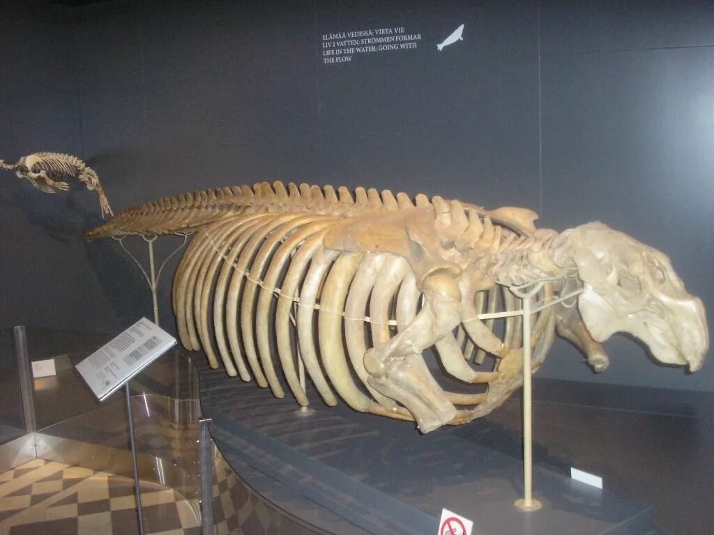 зебра квагга. морская корова в зоологическом музее спб. квагга вымершее животное. анаконда в зоологическом музее. зоологический музей кит.