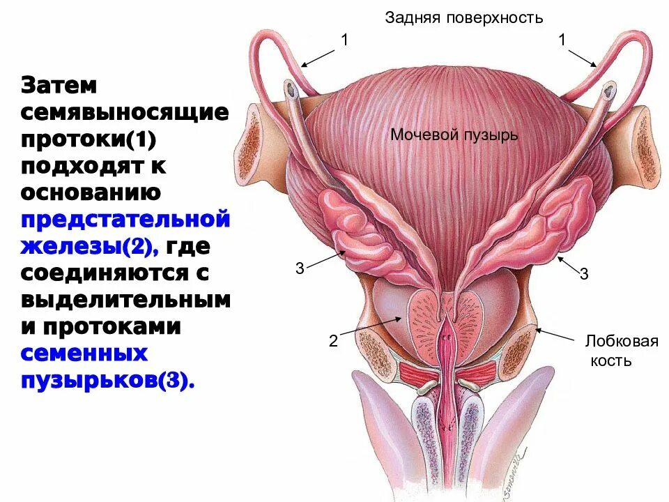 Где находится простата. Где находится простата