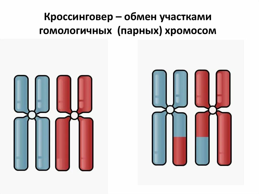 Кроссинговер гомологичных. Кроссинговер гомологичных хромосом. кроссинговер (обмен участками хроматид гомологичных хромосом).. схема кроссинговера хромосом. конъюгация и кроссинговер.