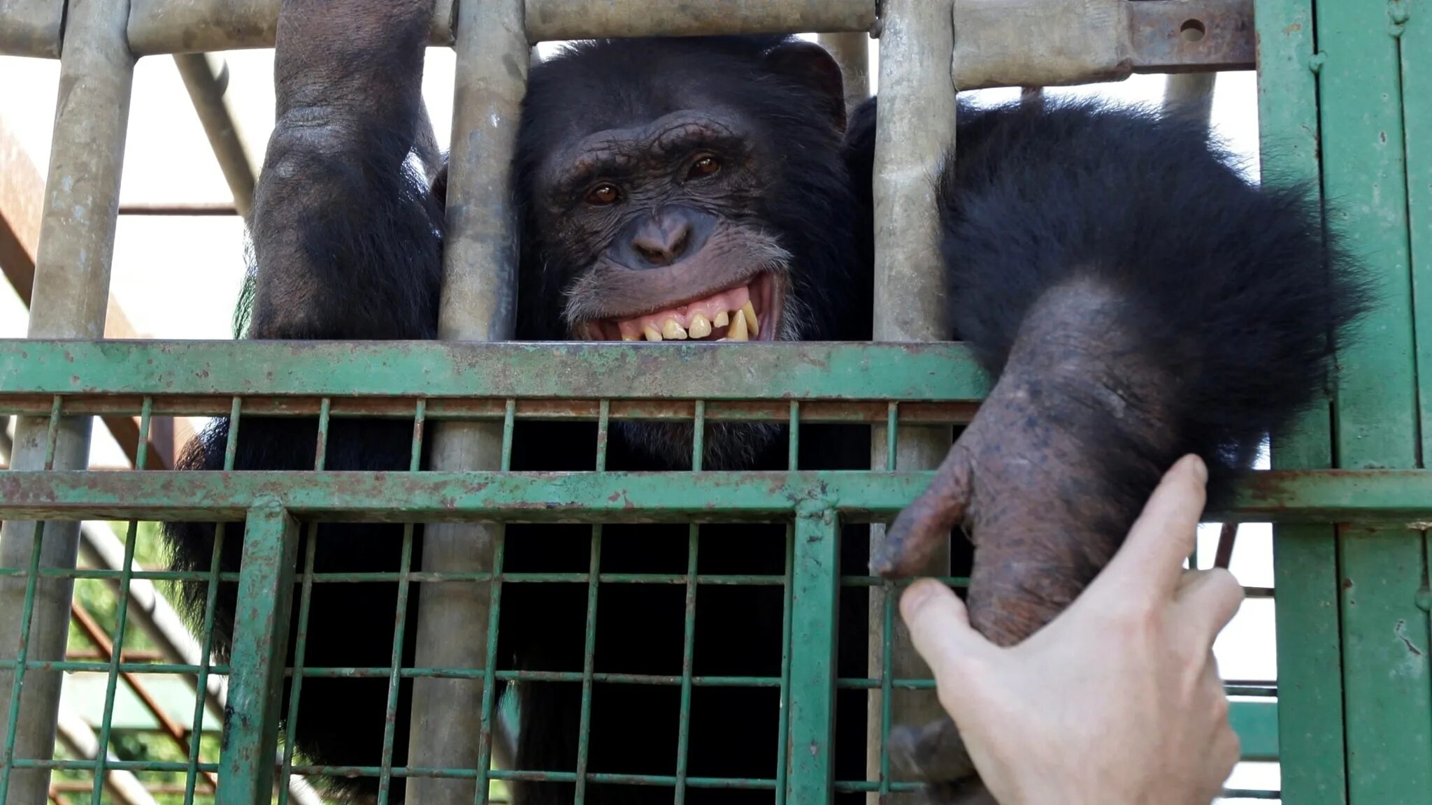 1 раз в зоопарке. Обезьяна в зоопарке. шимпанзе в зоопарке. мартышки в клетки зоопарк.