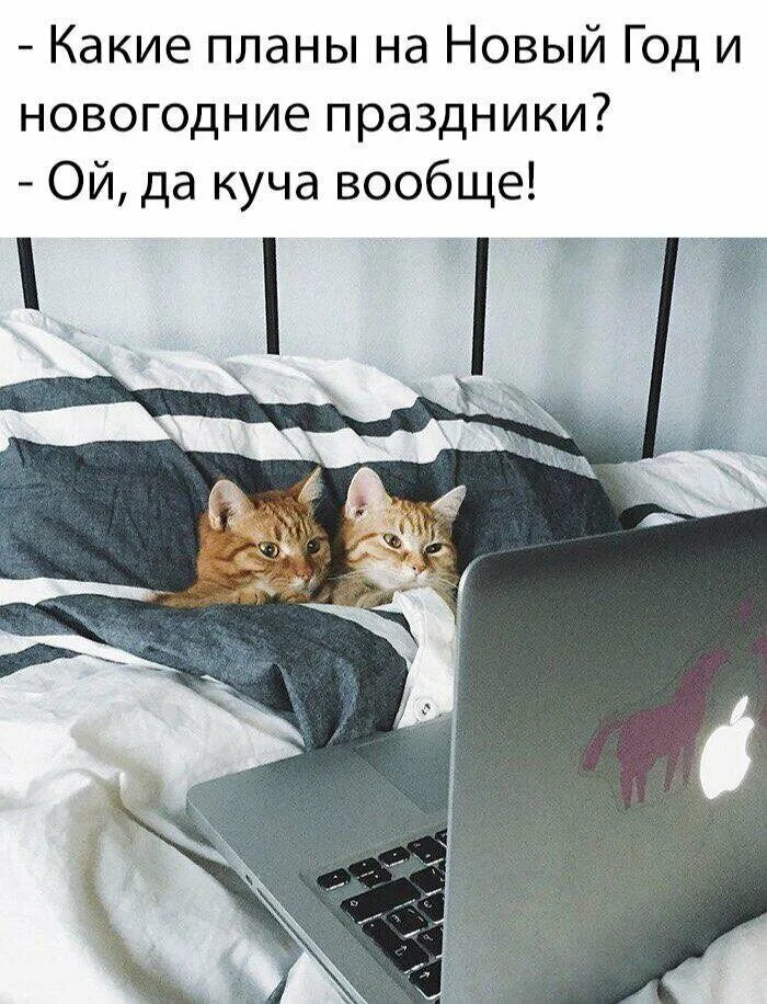 Какие планы ночью. Кот в кровати. Кот с ноутом на кровати. Коты в кровати с ноутбуком. Два кота лежат в кровати.
