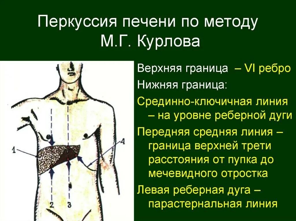 Перкуторно размеры печени по курлову. Определение размеров печени по курлову. Определение размеров печени по курлову. Определение размеров печени по курлову. Перкуссия печени границы норма.
