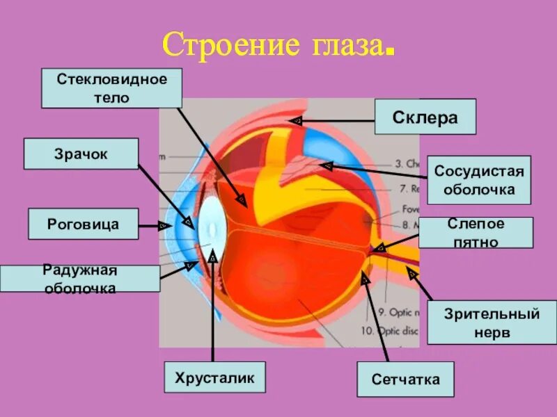 Склера роговица слепое пятно. Сетчатка слепое пятно стекловидное тело склера зрачок роговица. Строение глаза анатомия. Строение глаза человека схема. За зрачком в органе зрения человека находится