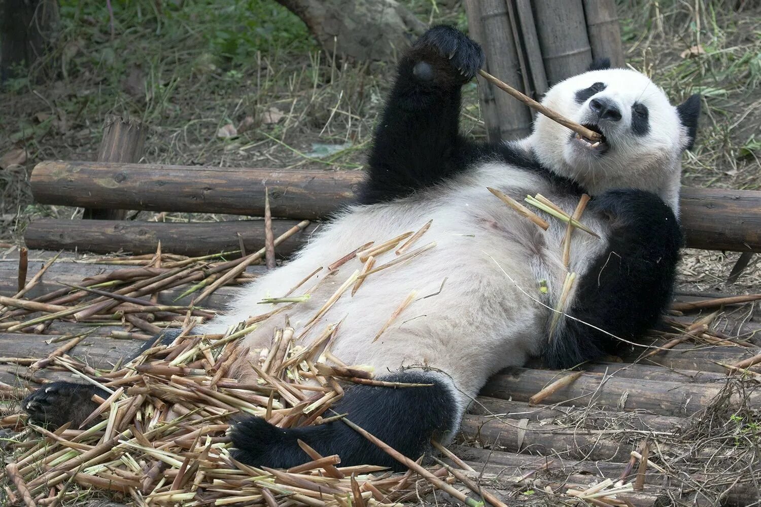 Фауна китая московский зоопарк. Ленивая Панда. Уставшая Панда. Спящий Панда.