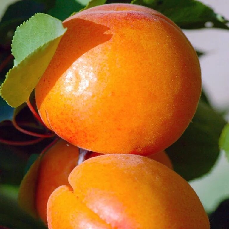 абрикос ананасный. сорт наслаждение. яблоня магнитогорская зимняя. черешня колонновидная хелена. абрикос ульянихинский.