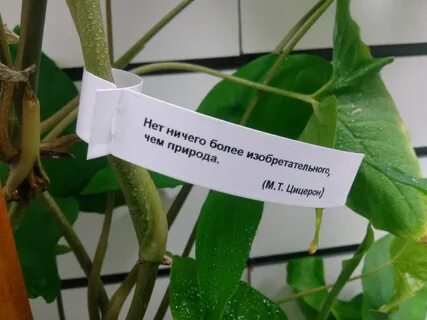 Бирки для саженцев
