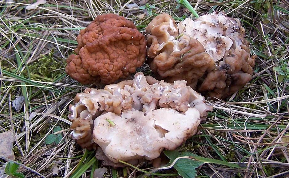 Первый гриб после зимы. Строчок гигантский — Gyromitra Gigas.. Гриб строчок обыкновенный. Весенние грибы сморчки. Гриб строчок и сморчок.