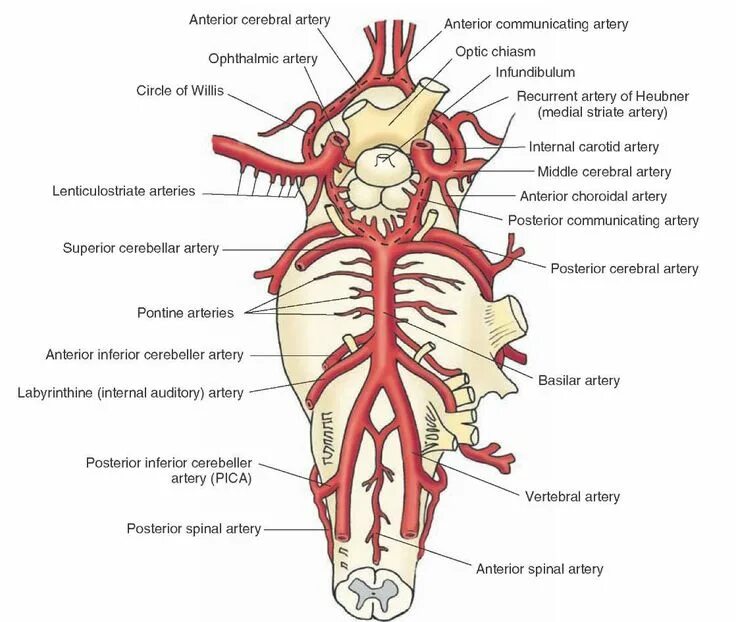 Plexus arteriosus