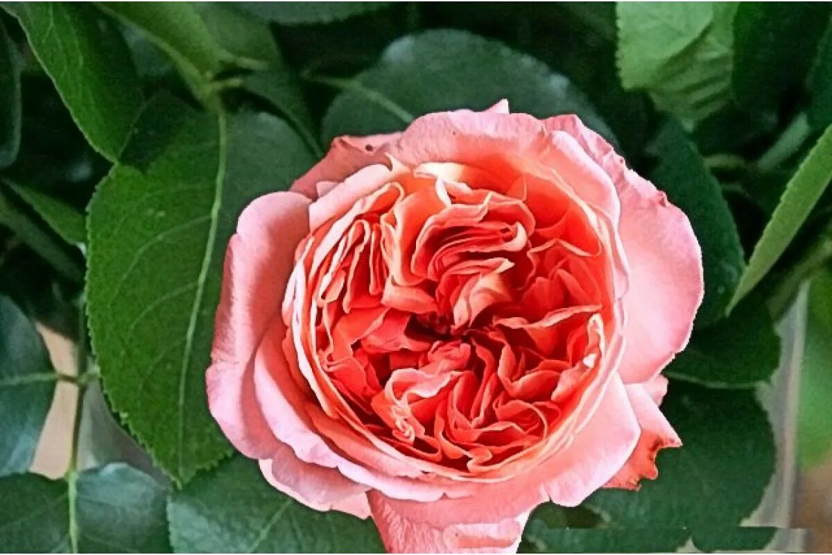 Renee rose family. Renee rose family. Сорт розы рене госсини. Сорт розы рене госсини. Renee rose family.