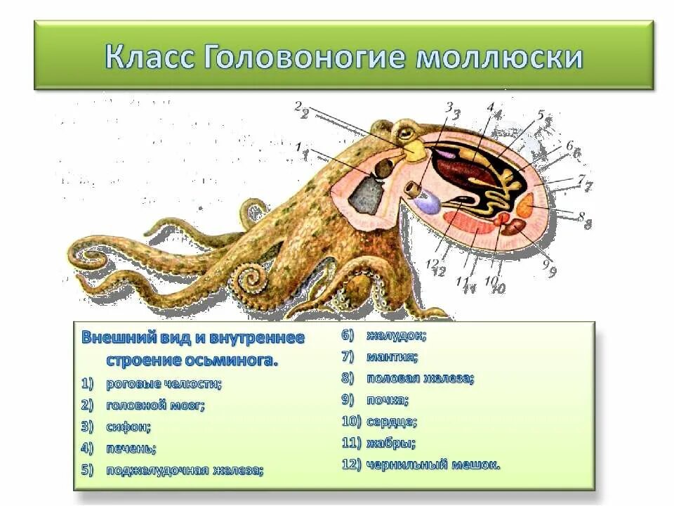 Имеет чернильный мешок в мантийной полости