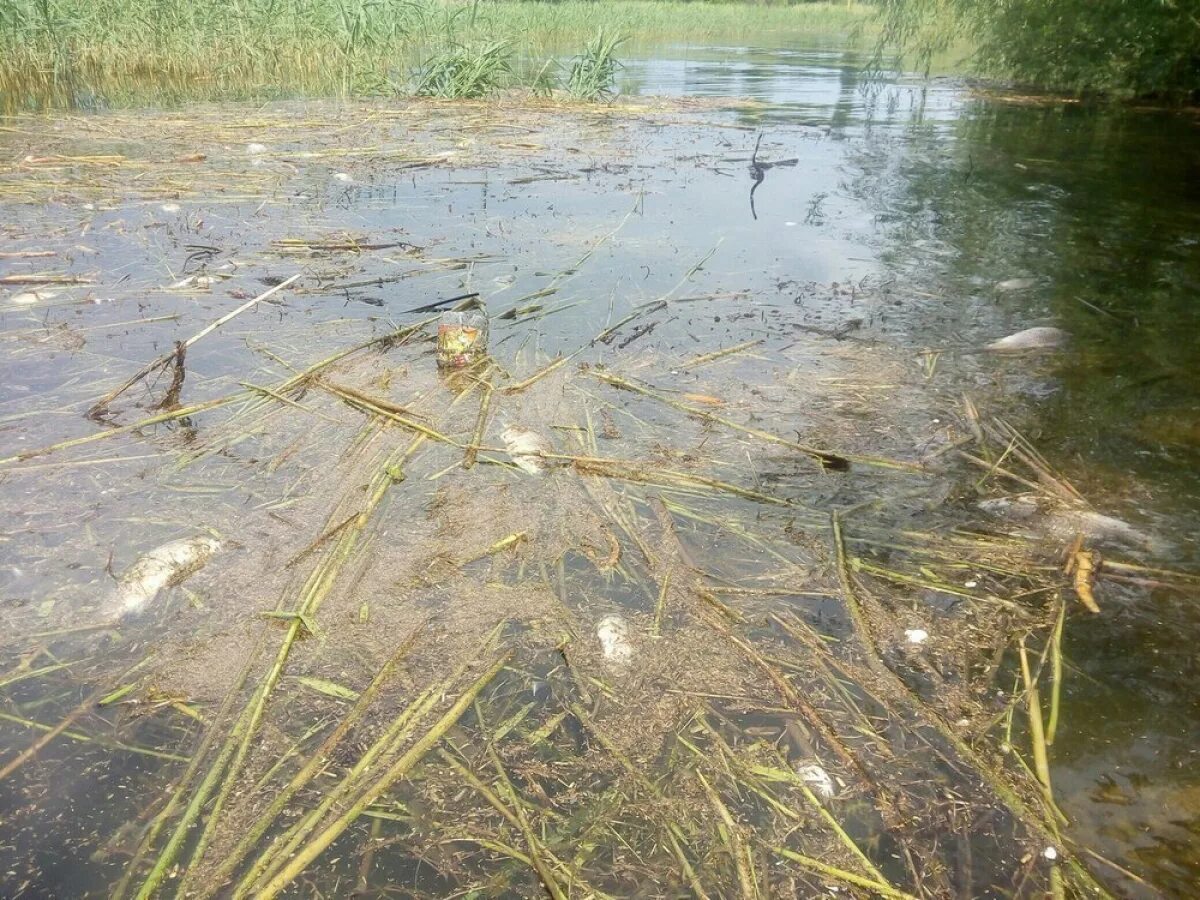 Рыба цимлянского водохранилища