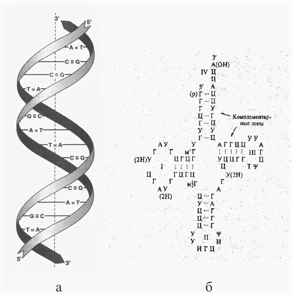 Вторичная цепь днк. Вторичная структура ДНК. Вторичная структура ДНК биохимия. Цепь ДНК. Вторичная структура ДНК рисунок.