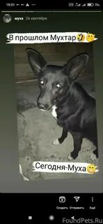 Как псу муха подобрать русский эквивалент