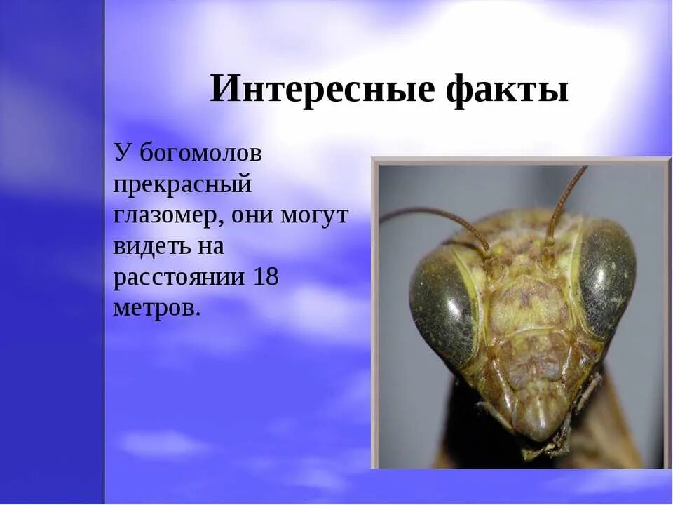 богомол сообщение 2 класс. богомол доклад 4 класс. загадка про богомола. интересные факты о богомоле. богомол презентация.