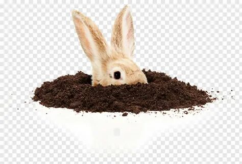 Rabit hole