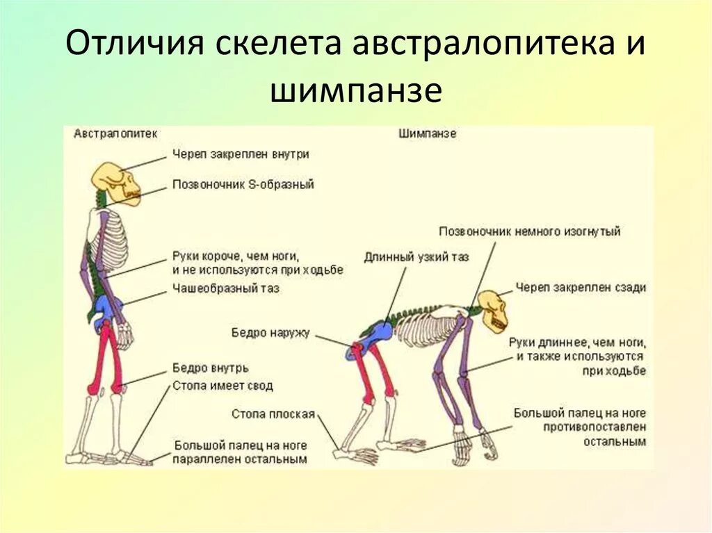 Различие между человеком и обезьяной. Строение скелета шимпанзе. Строение скелета человека и обезьяны. Отличия строения скелета человека от животных:. Отличие скелета человека от человекообразных обезьян.