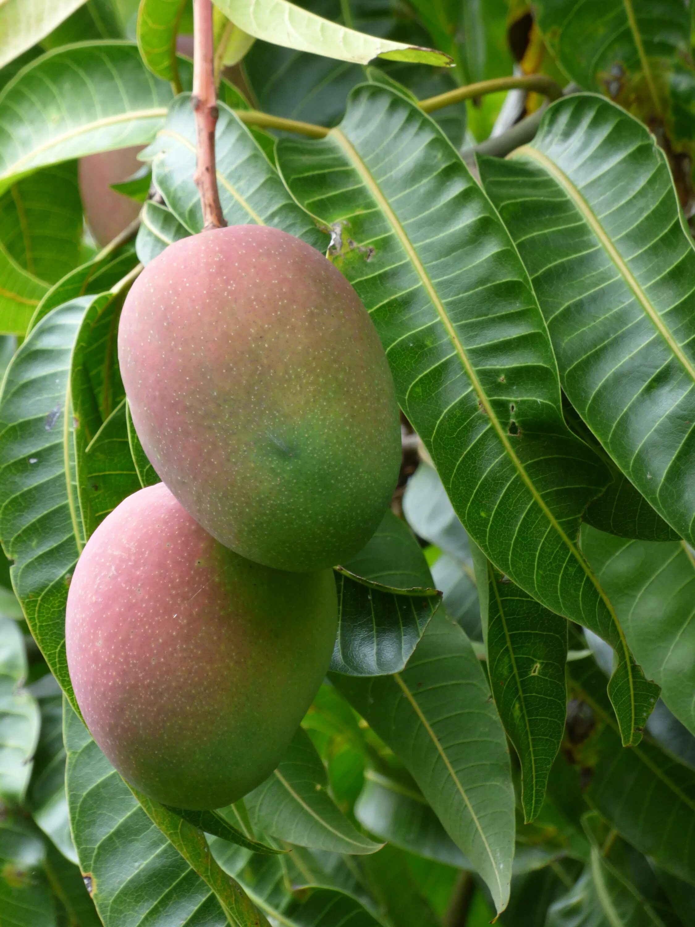 Цветущее дерево манго. Манго фрукт дерево. Манго индийское растение. Манговое дерево с манго. Манго плодовое растение.