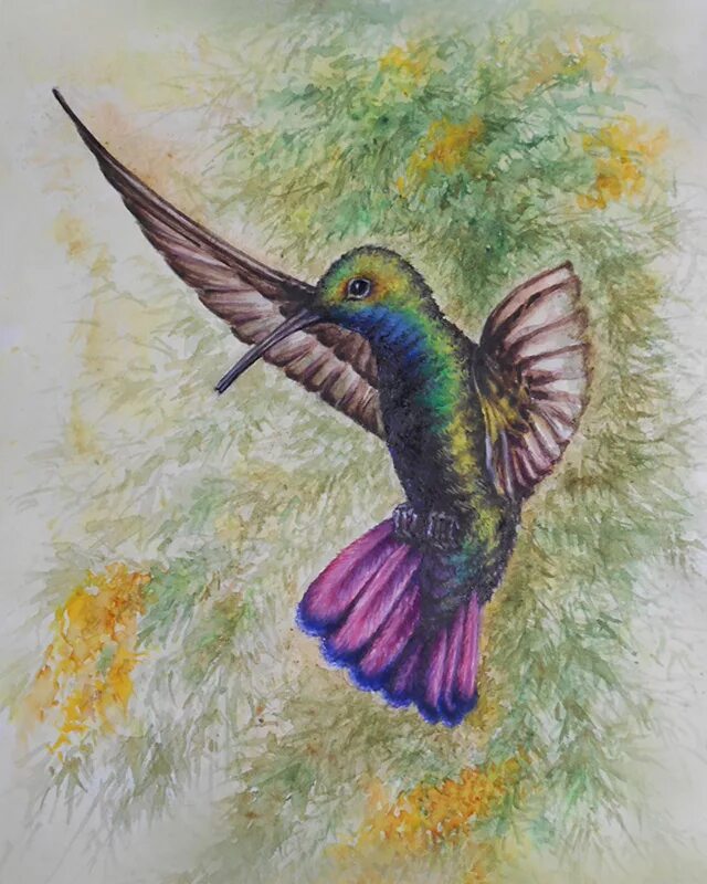 Нарисовать колибри поэтапно. Птичка колибри рисунок карандашом. Колибри. Птица колибри рисунок карандашом. Рисунок колибри карандашом для срисовки.