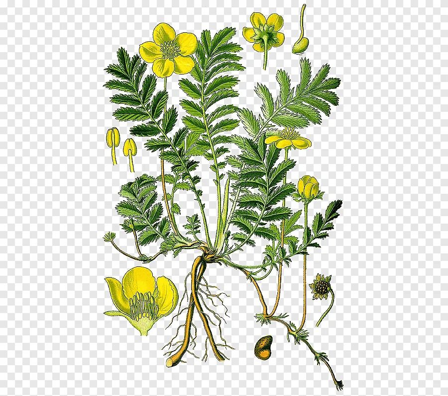 Лапчатка гусиная латынь. Лапчатка гусиная. лапчатка гусиная (potentilla anserina). лапчатка гусиная лапка. лапчатка гусиная плод.