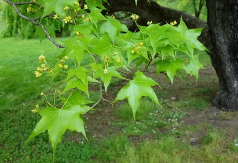 Acer truncatum - Morris Arboretum - DSC00274.JPG. w:en:public domain. 