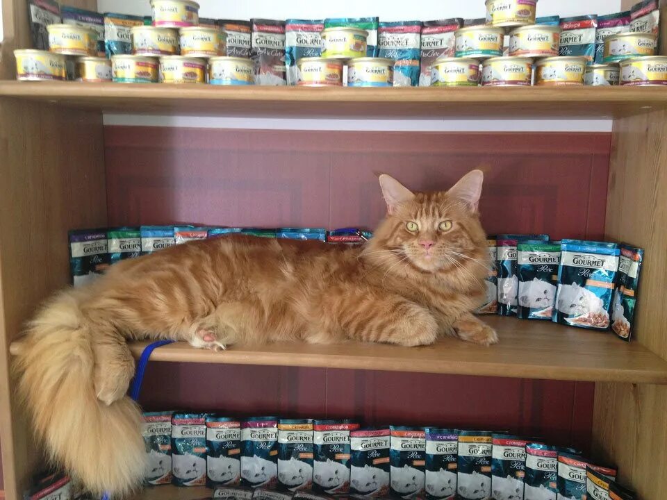 Рацион питания мейн куна