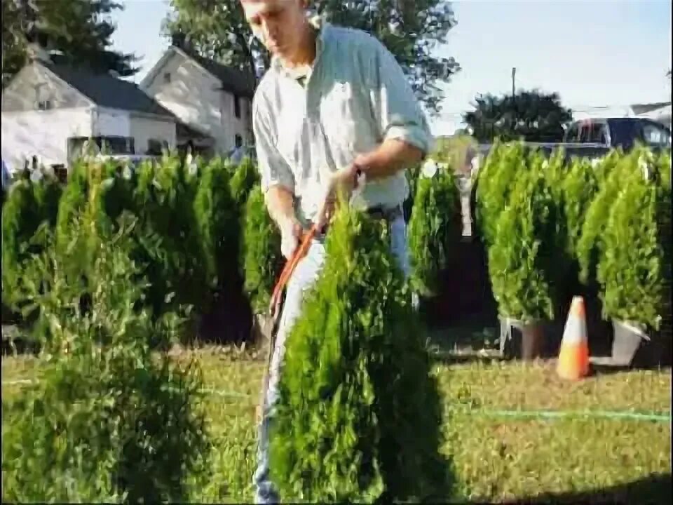 Стрижка-туи-болгаркой-своими-руками. Видео стрижки туй. Видео стрижки туй. Самшит ниваки. Каркас для топиарной стрижки растений.