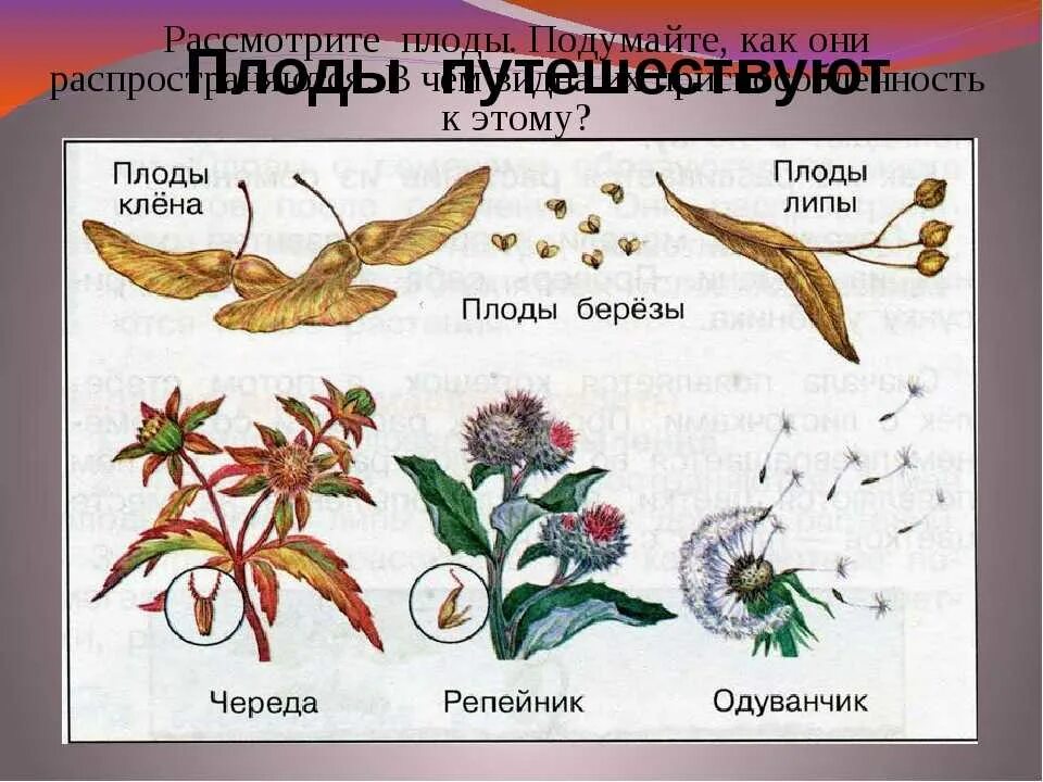 Размножение семян ветром. Распространение семян окружающий мир 3 класс. Плоды клена семена ели плоды череды. Способ распространения плодов липы. Строение плодов клена.