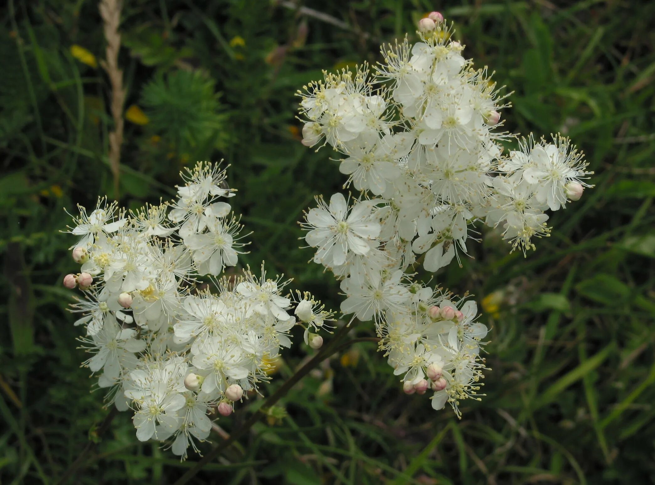 Filipendula Koreana. Filipendula vulgaris сухоцвет. 219. Filipendula glabrata.