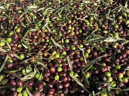 Olive vegetable