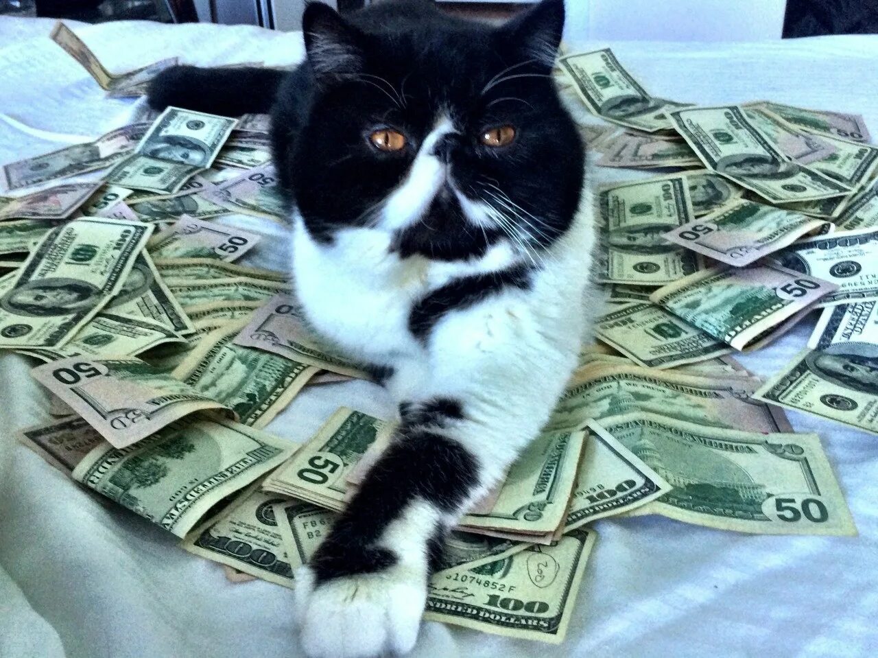 Casino cat official money cat fun. Денежный котик. Кот с баблом. Кот с деньгами. Кот миллионер.