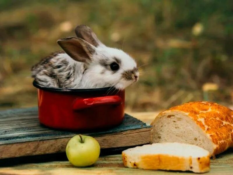 Кролик и хлеб. Кролик в хлебушке. Заяц с хлебом. Кролик ест хлеб. Можно давать хлеб кроликам