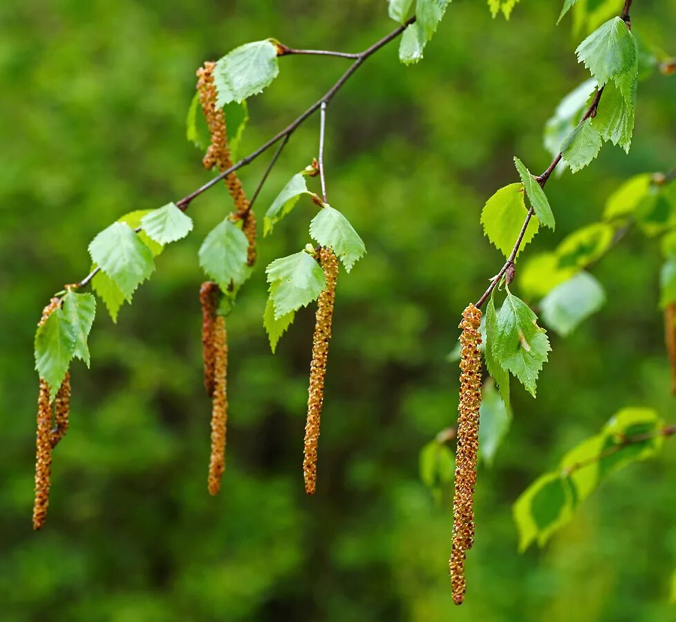 У березы есть цветки. Береза повислая Betula pendula. Береза бородавчатая (повислая, плакучая). Береза повислая (бородавчатая). Береза повислая Betula pendula Roth.