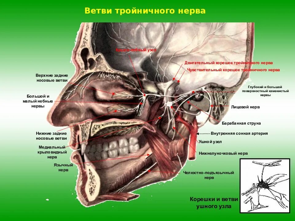 Гассеров узел тройничного. Двигательный нерв тройничного нерва. Двигательный корешок тройничного нерва. Тройничного нерва ветви челюсти.