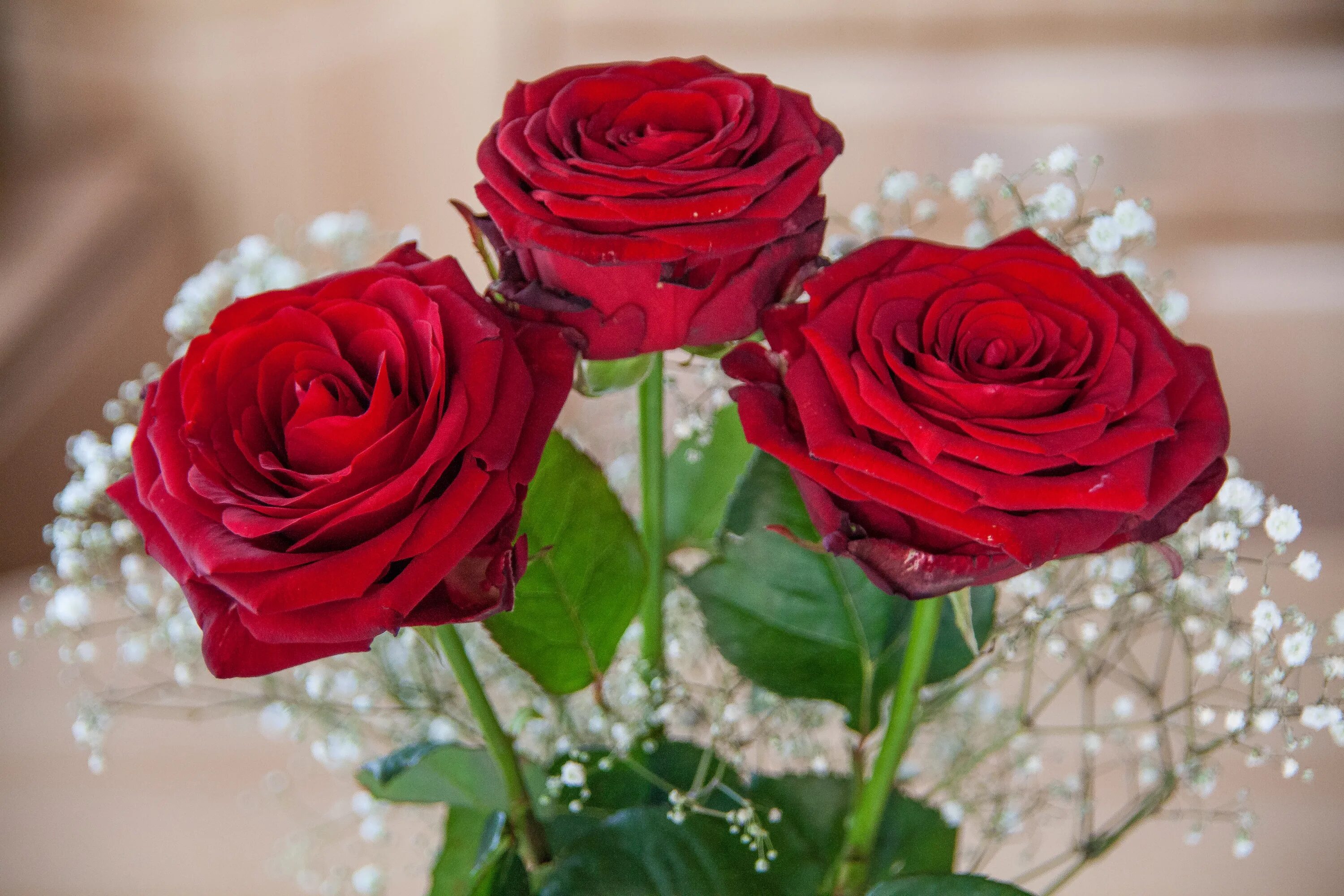 Цвет цветов для любимой женщины. Красивые розы. Цветы розы красные. Красивый букет роз. Шикарные красные розы.