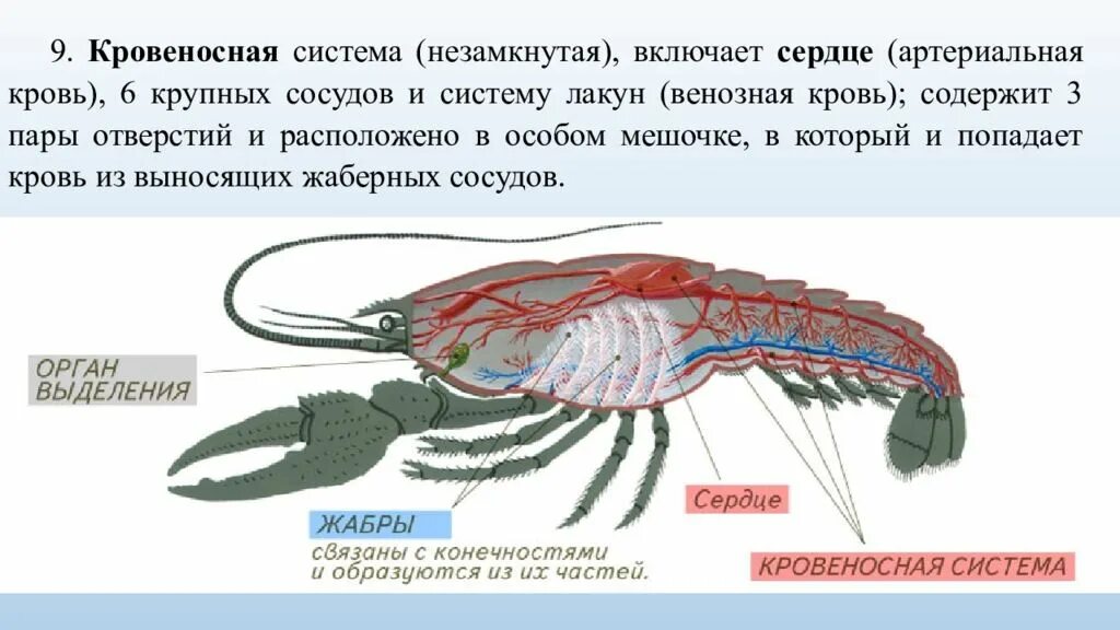 Строение тела ракообразных таблица. Строение тела ракообразных таблица