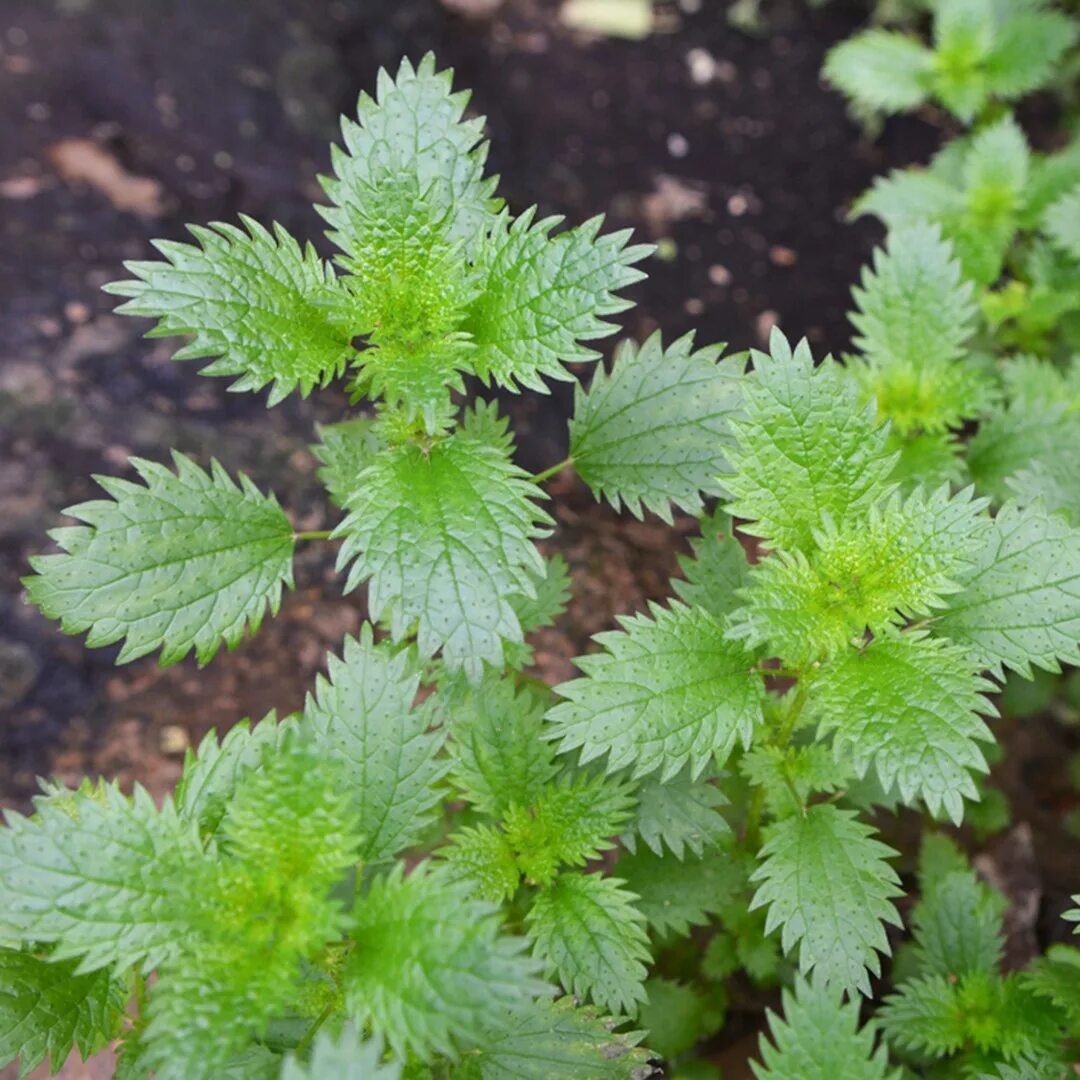 Urtica urens. Крапива жгучая. Королевская крапива. Крапива коноплёвая. Маленькая крапива