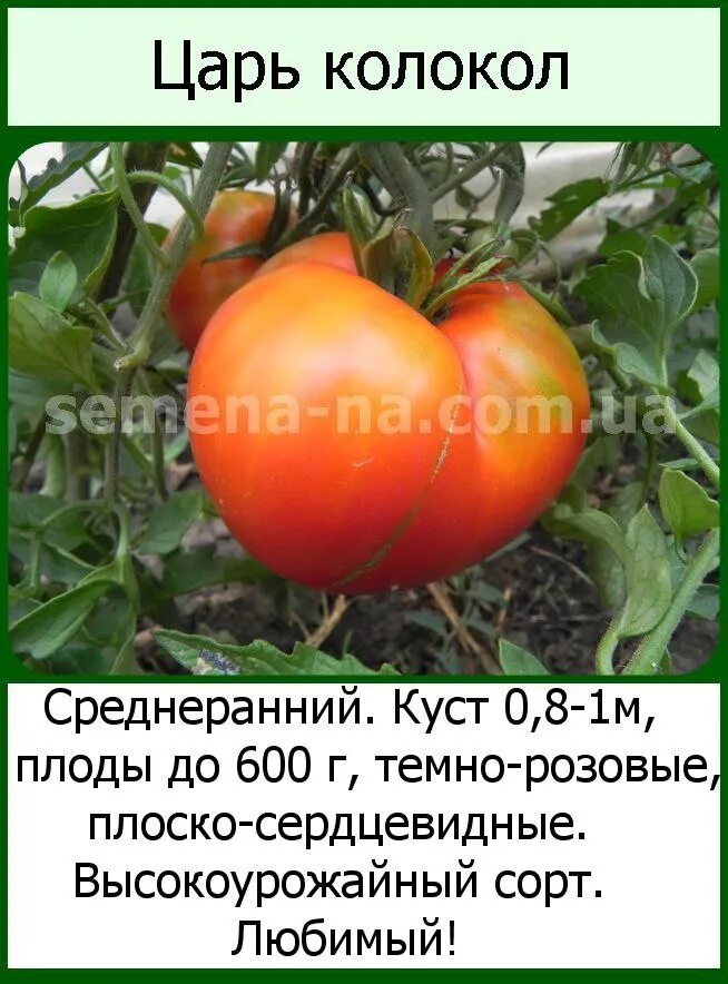 Томаты царь колокол описание сорта. Помидоры царь колокол. томат царь колокол. томат сорт царь-колокол. томат царь горы.