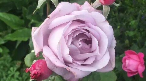 Rose deluxe