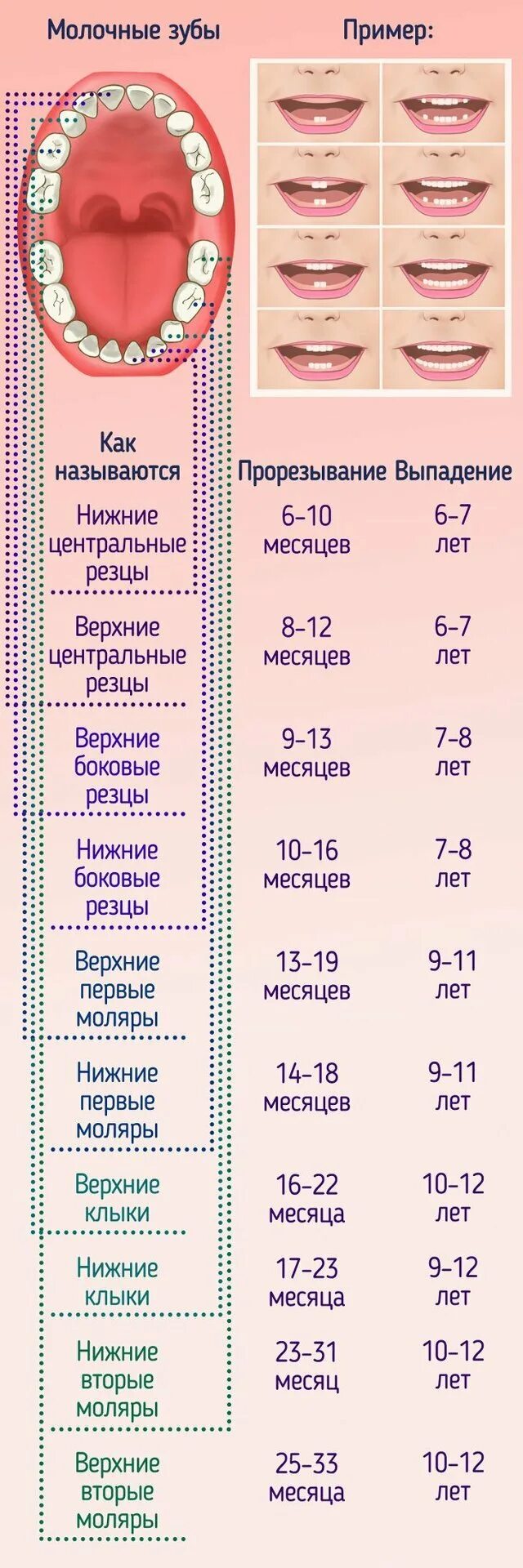 Коренные зубы у детей порядок прорезывания. Таблица смены молочных зубов у детей. Схема прорезывания молочных зубов у детей. Схема выпадения молочных зубов. В каком возрасте растут зубы у детей