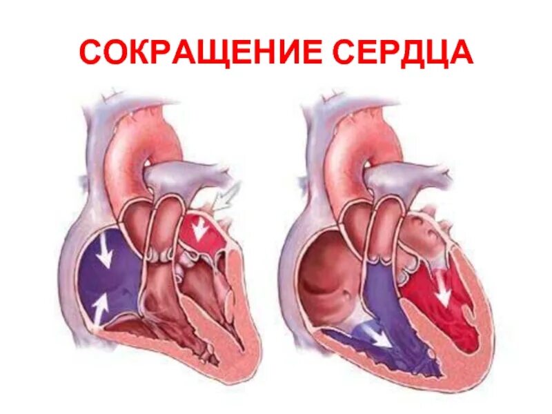 Уменьшенное сердце. Фазы сердечного цикла. Сердечный цикл сокращение предсердий. Уменьшение сердца. Цикл сердечной длительности.