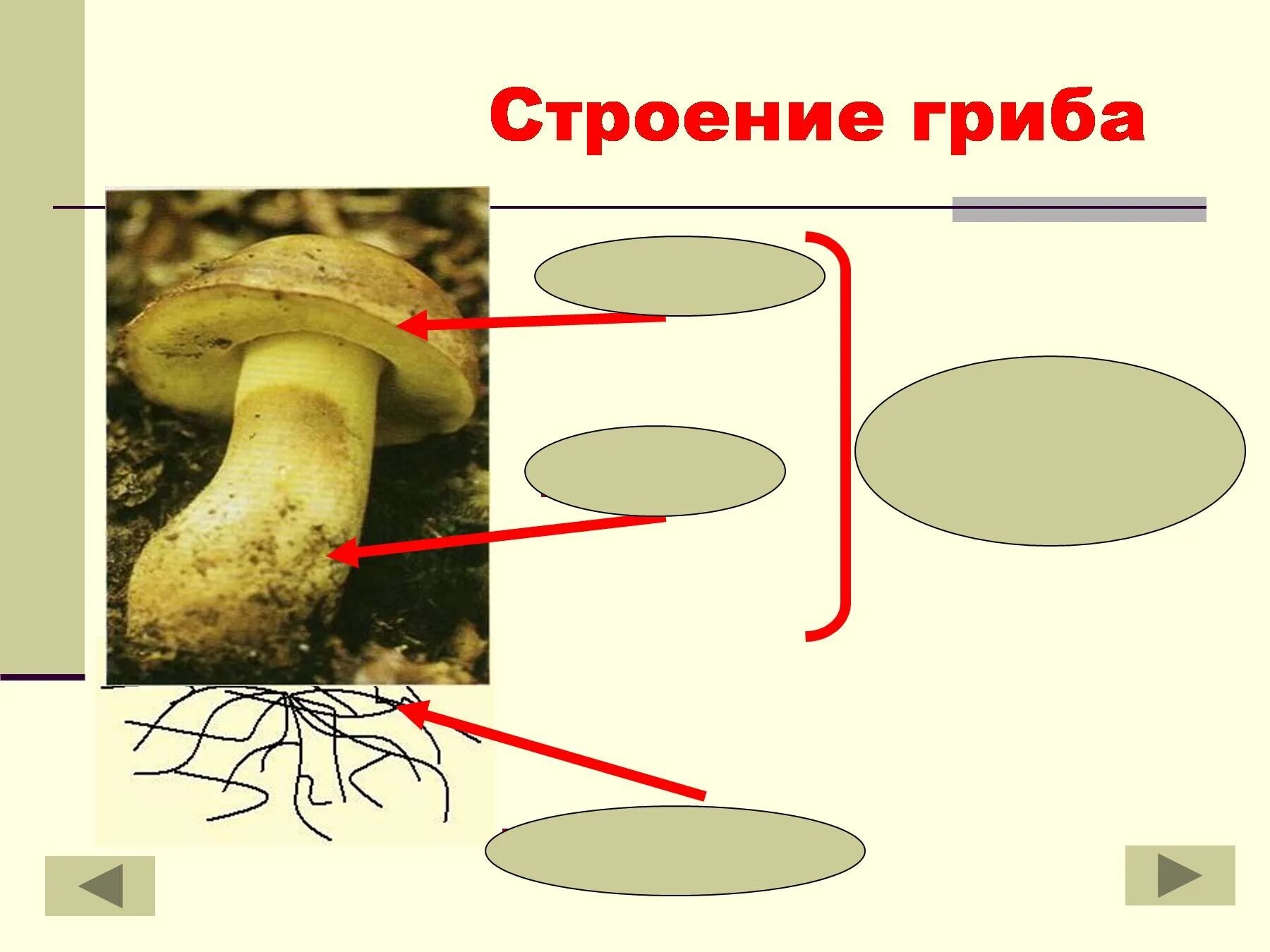 Строение грибов 3 класс окружающий мир. Строение гриба с грибницей. Грибница шляпочных грибов. Строение шляпочного гриба рисунок.