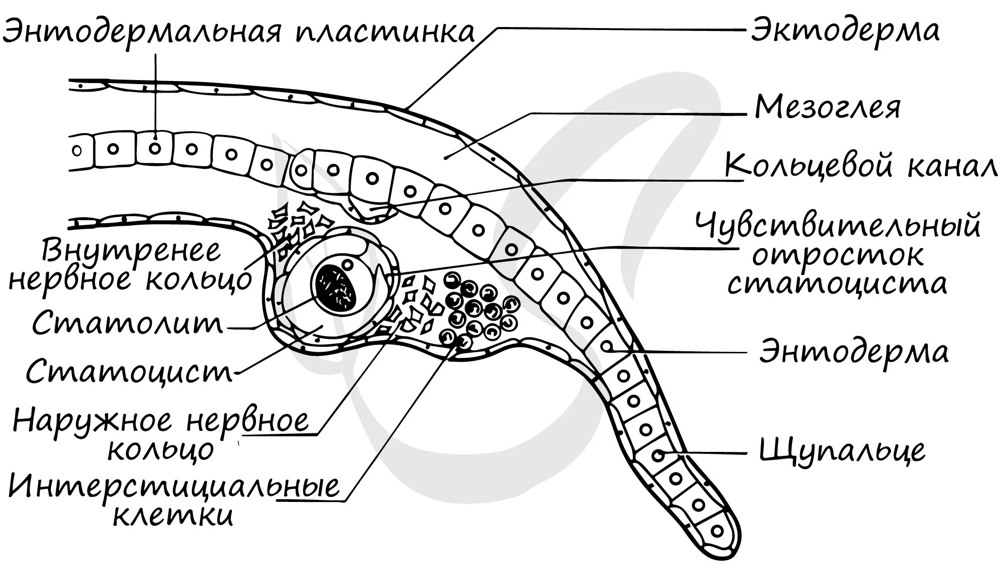 Статоцисты у медуз. Плоские черви статоцисты. Статоцисты у плоских червей. Статоцист строение.