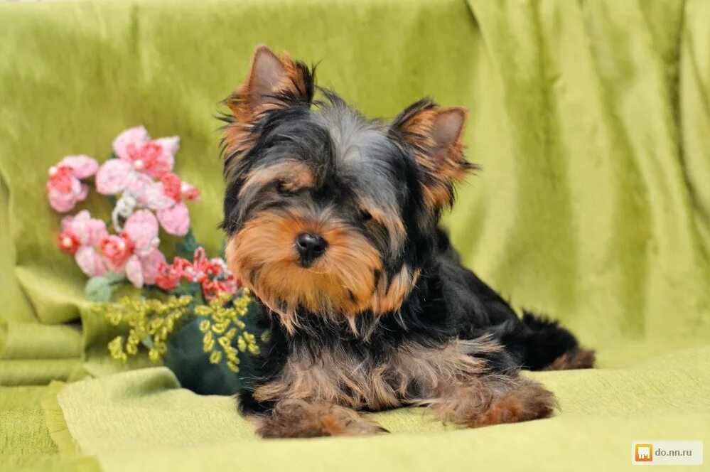 йекштерьерский терьер. йоркширский терьер. йоркширский терьер со щенками. королевский йоркширский терьер. йоркширский терьер мини кучерявый.