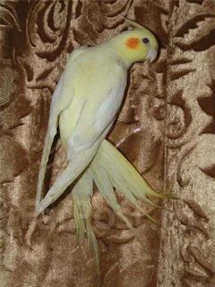 Корелла вялая