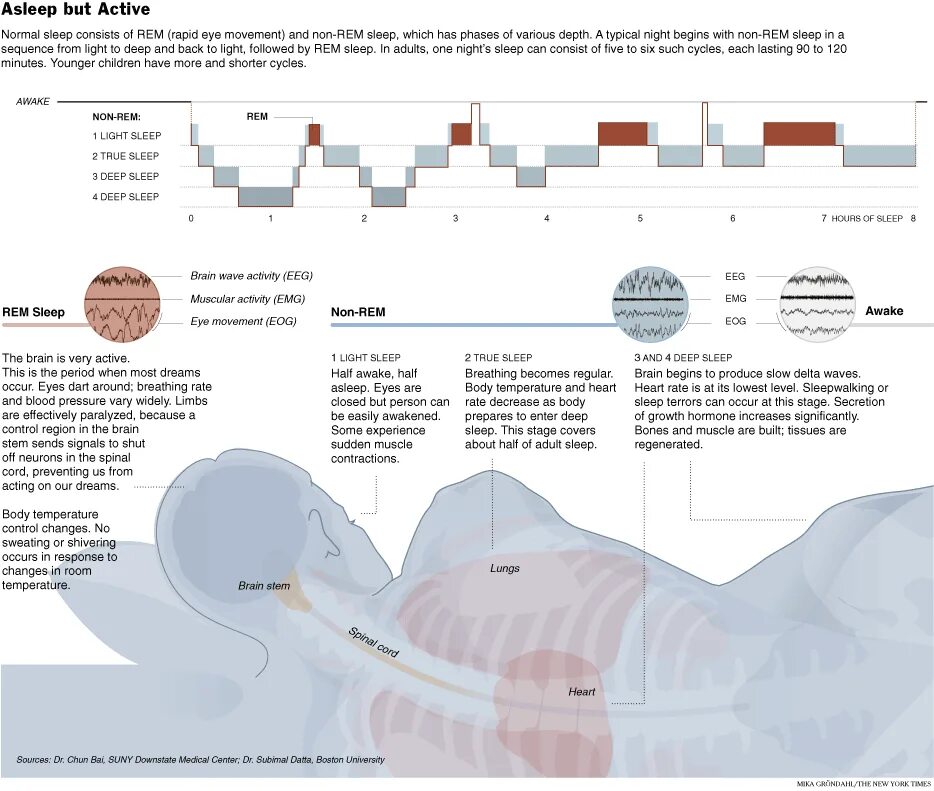 Фазы сна инфографика. Rem фаза сна. Rem быстрый сон. Стадии non Rem сна.