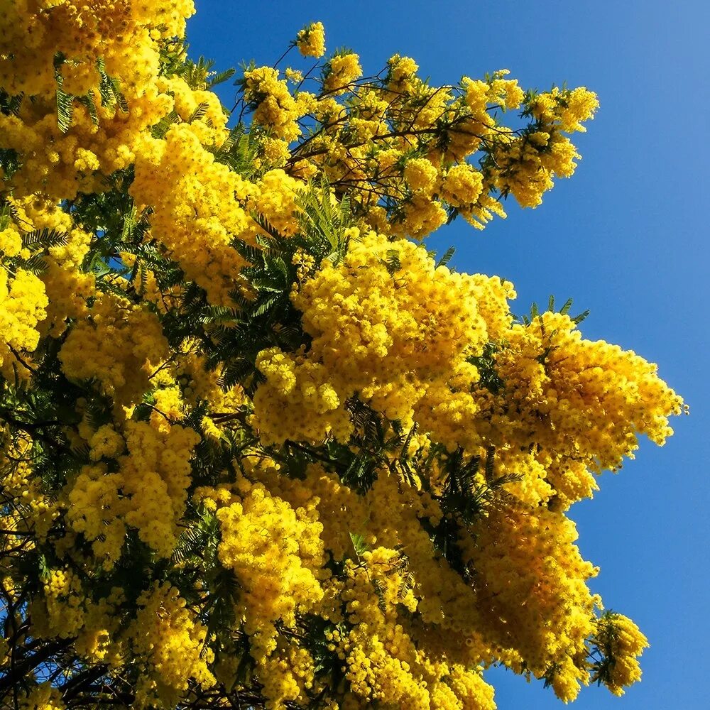 Акация Мимоза желтая. Мимоза дерево. Мимоза Сицилия. Trees Acacia Мимоза.