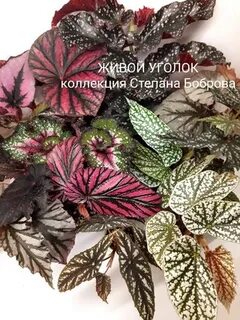 Бегония воронеж