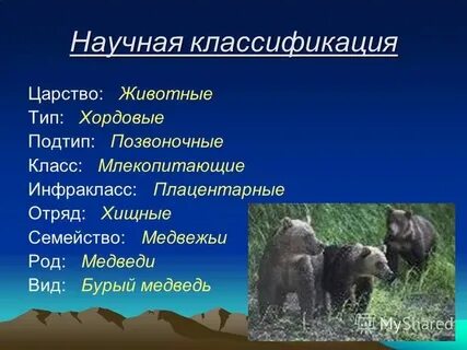 Систематика медведя бурого