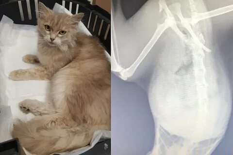 Избили кошку